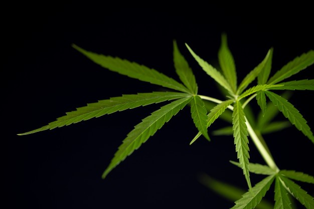 Queen George cannabis leaf